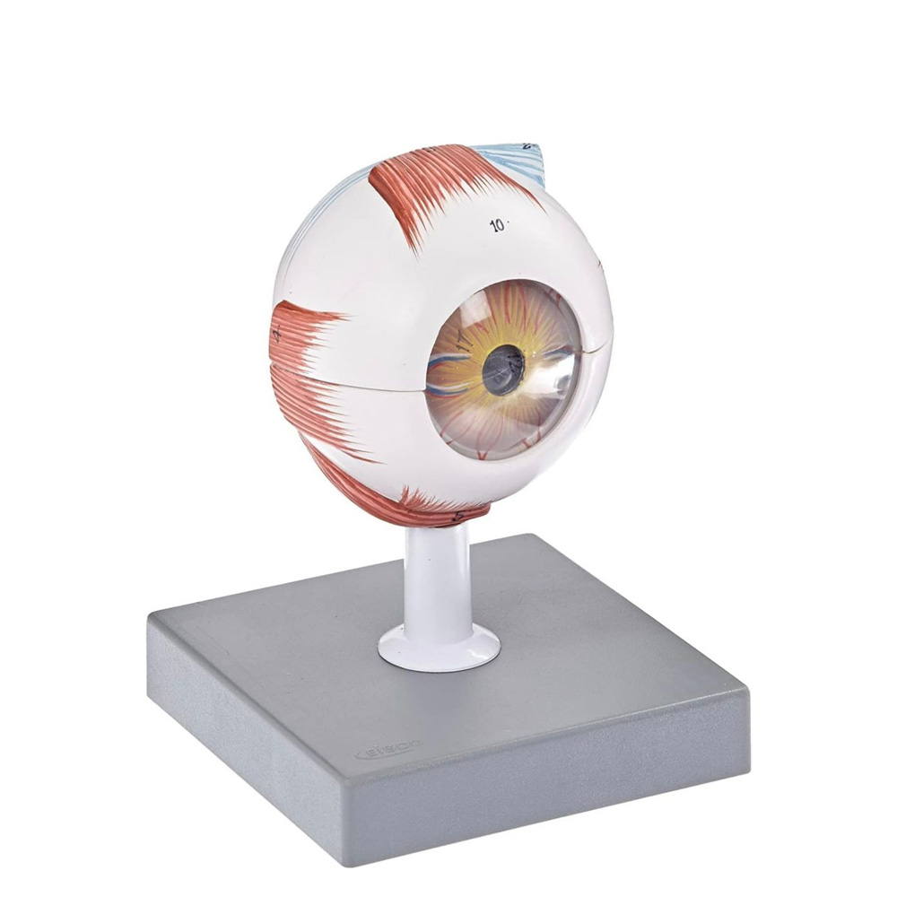 HUMAN EYE